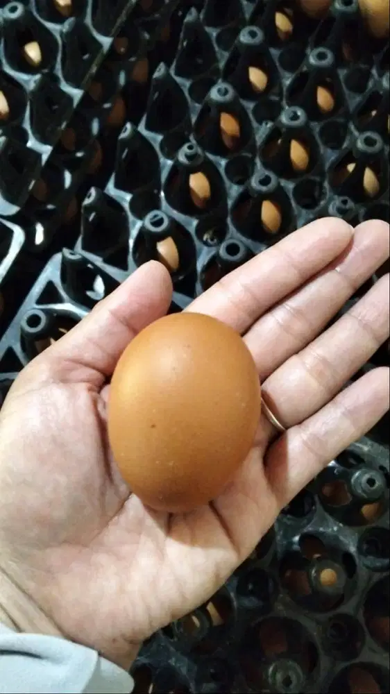Telur Ayam langsung dari peternakan