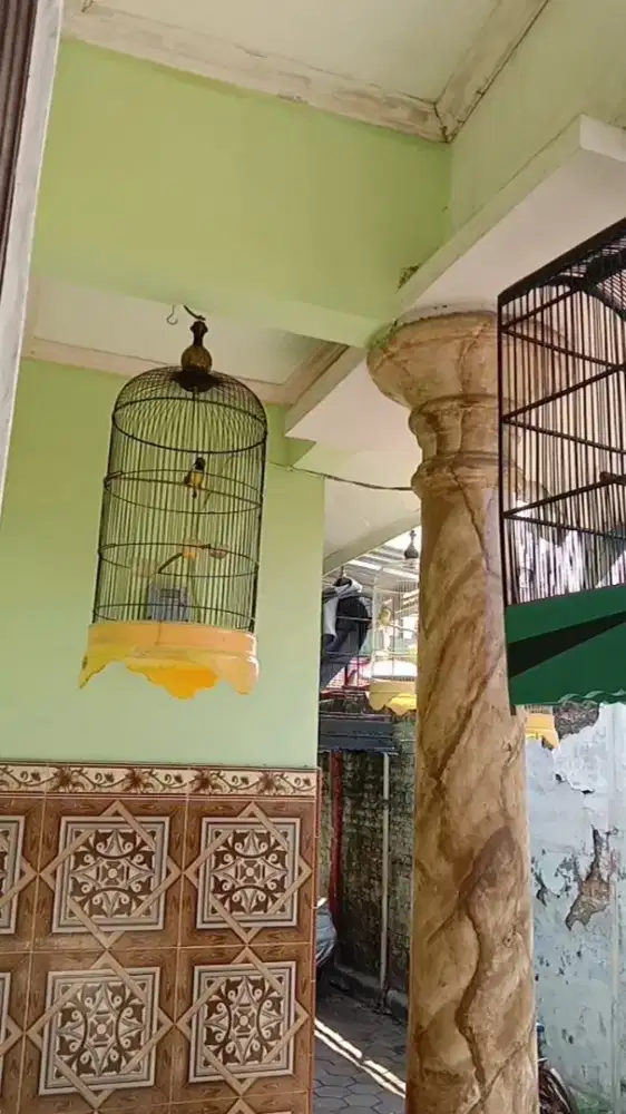 Sogon gacor isian banyak