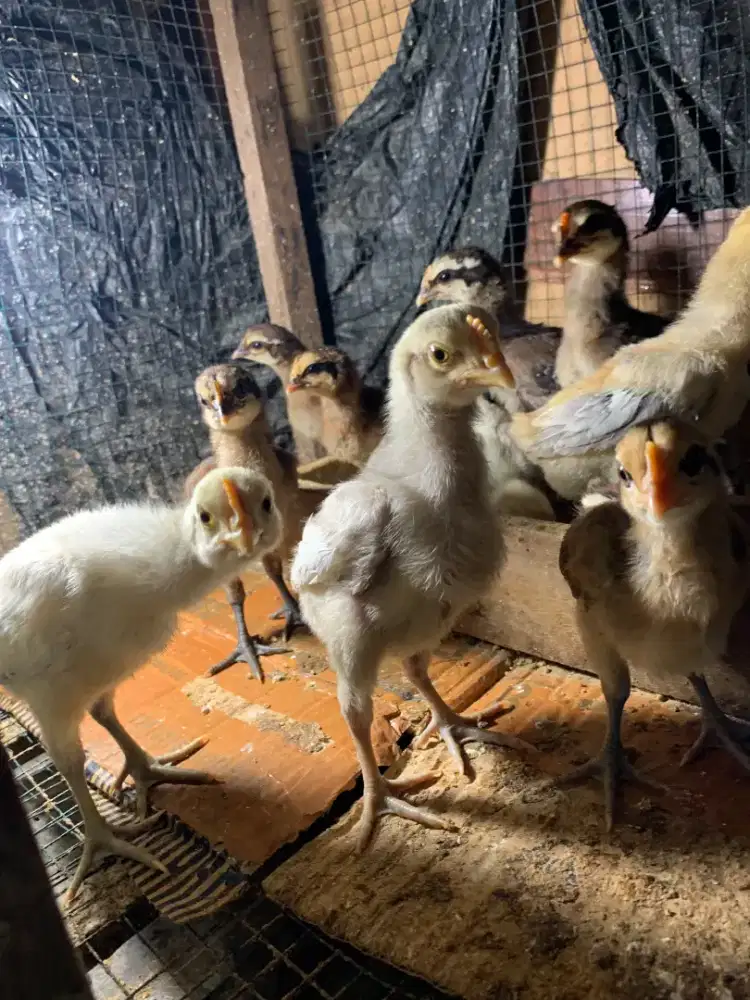 Ayam pelung 3 mingguan
