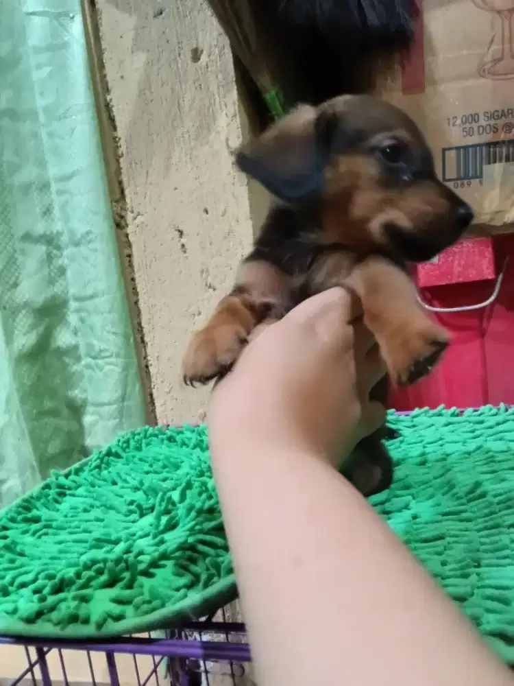 Mini Dachshund puppy