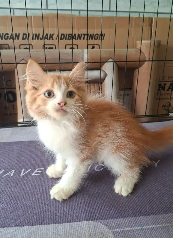 kitten persia jantan/kucing persia  jantan/kucing persia abu