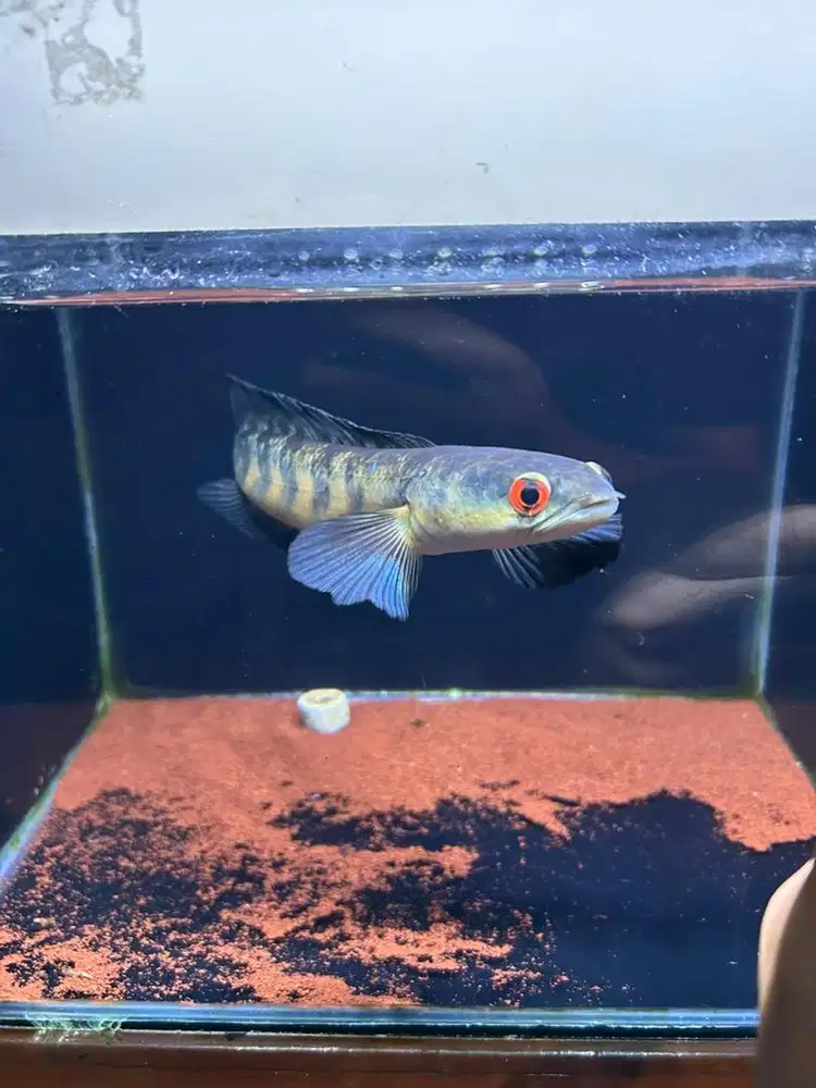 Channa Red Barito 22,5cm (Juvenile)