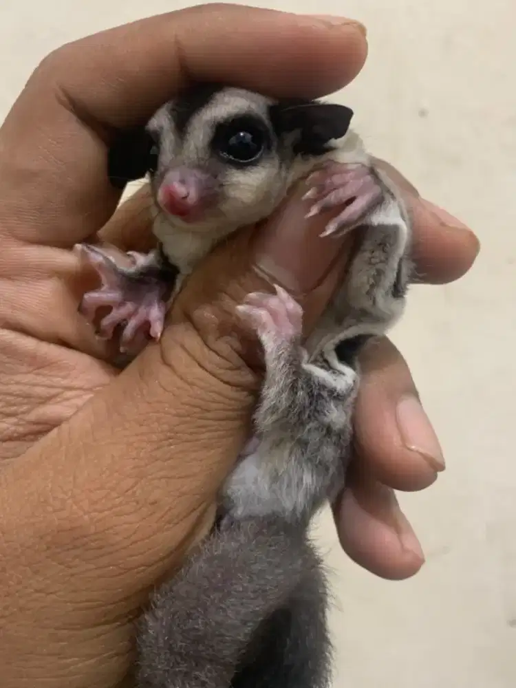 Sugar Glider Clasic Grey