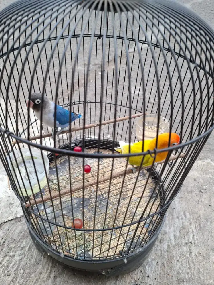 Jual burung LB pasangan baru burja