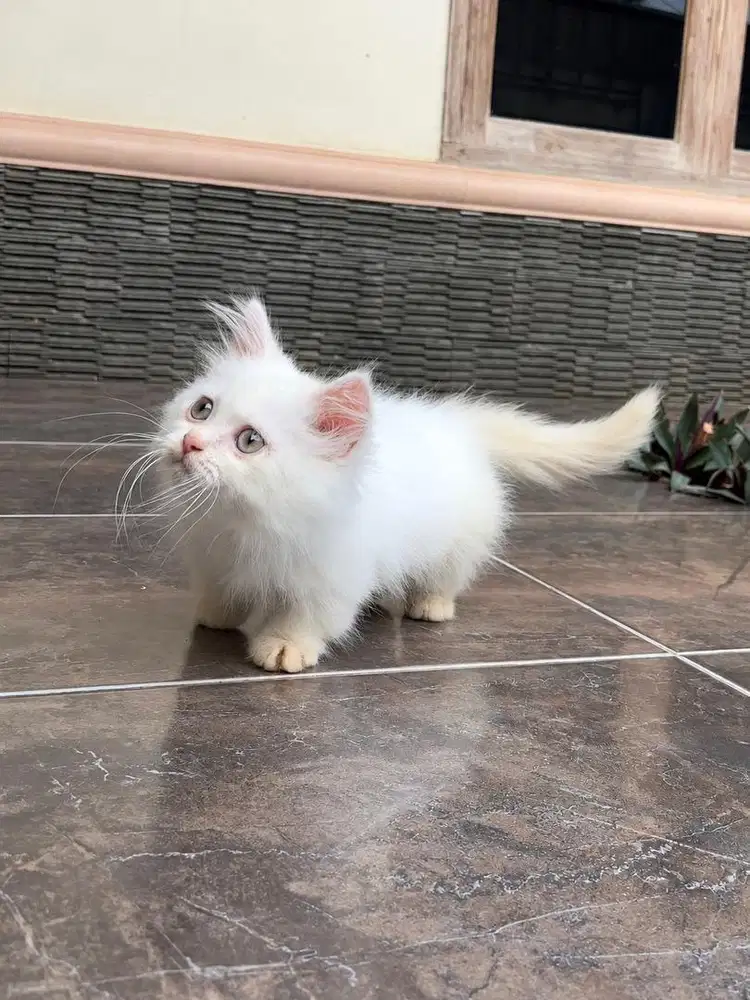 Kucing munchkin kitten cebol minuet kaki pendek
