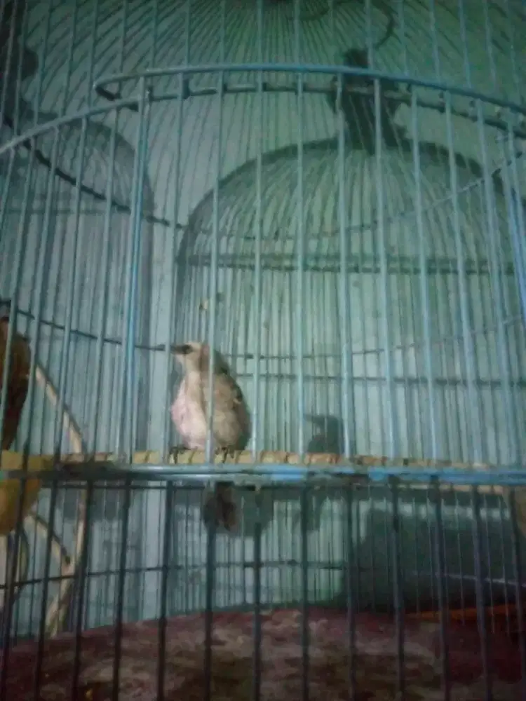 jual burung Crucuk jinak