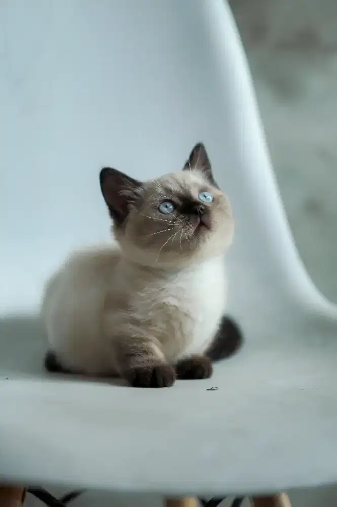 Munchkin x BSH betina