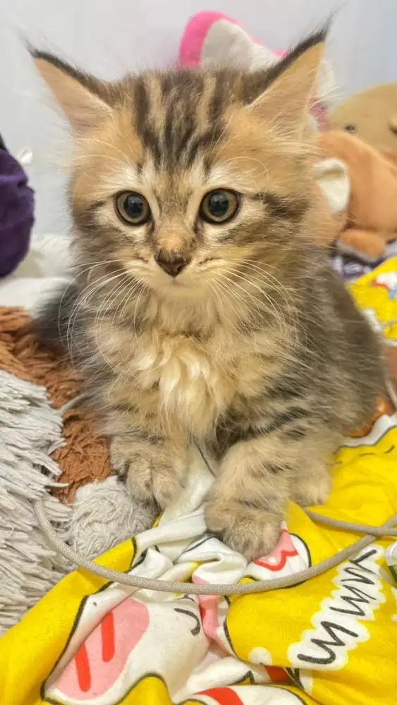 Kitten Persia Jantan