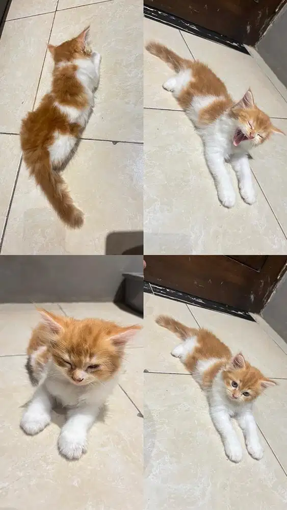 Kitten Persia Jantan