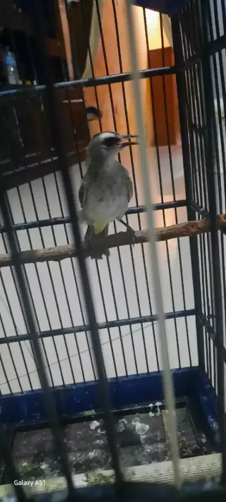 Trocok jinak rawatan mulai lolohan