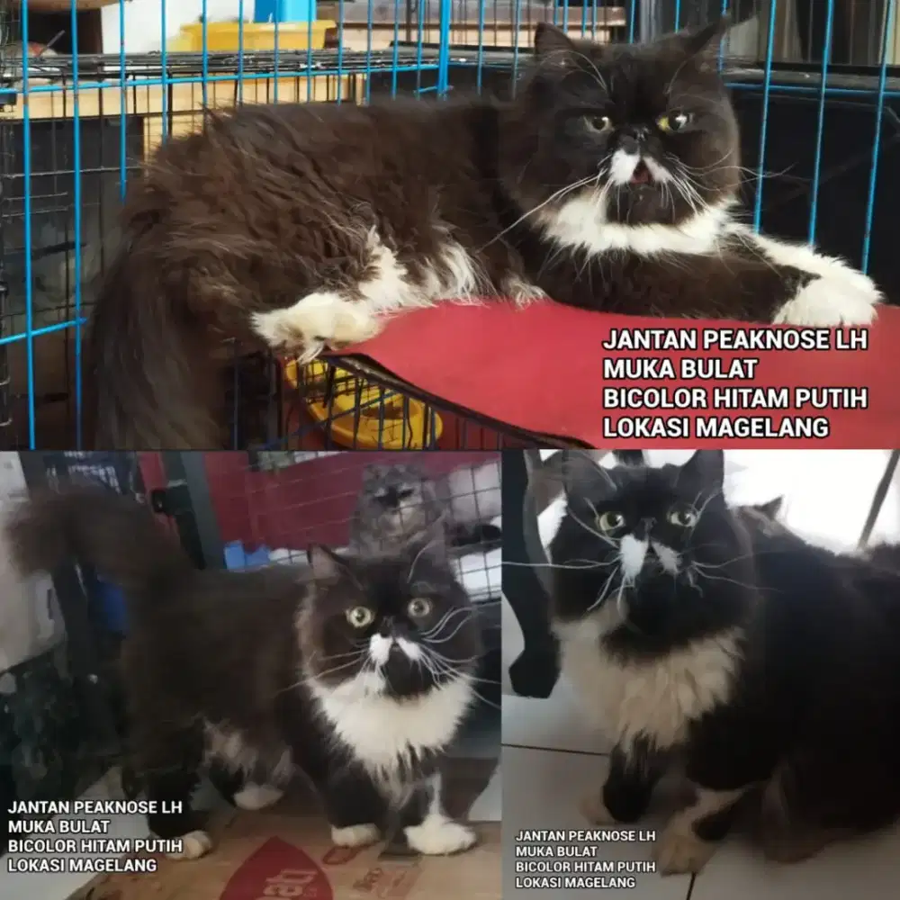 Kucing Persia Peaknose Jantan