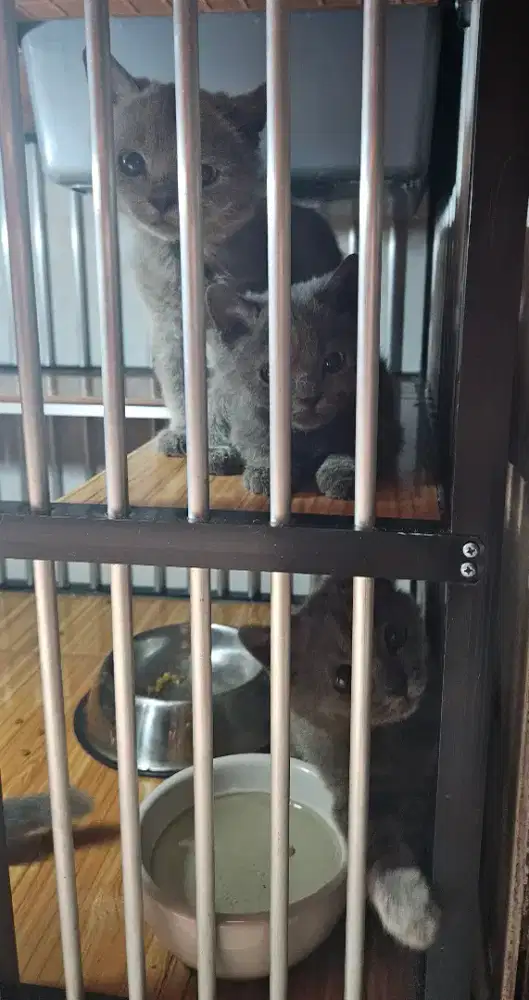 British Shorthair BSH Blue