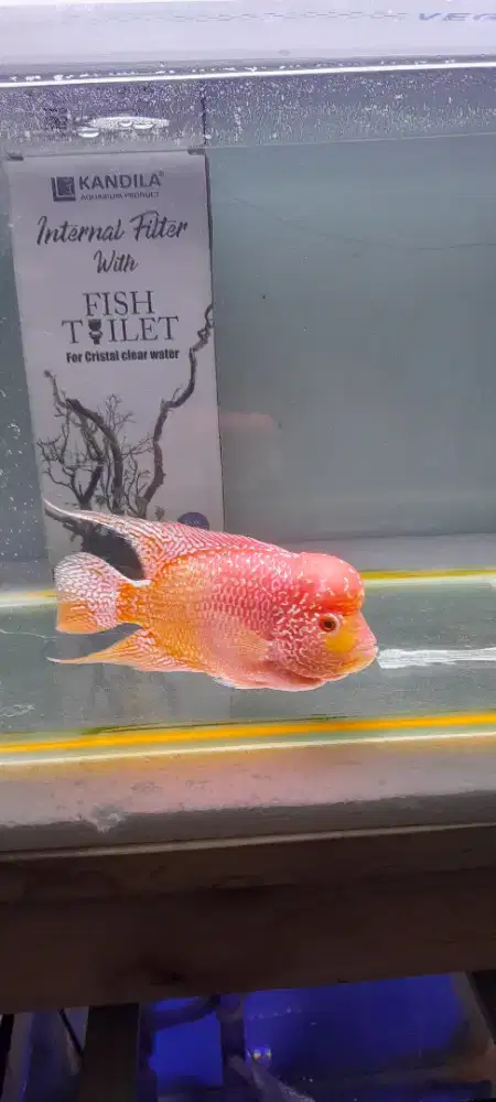 Ikan lohan gb cc