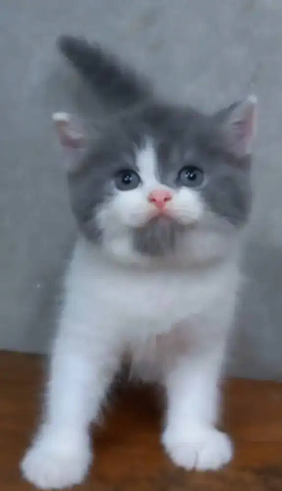Kitten jantan BSH
