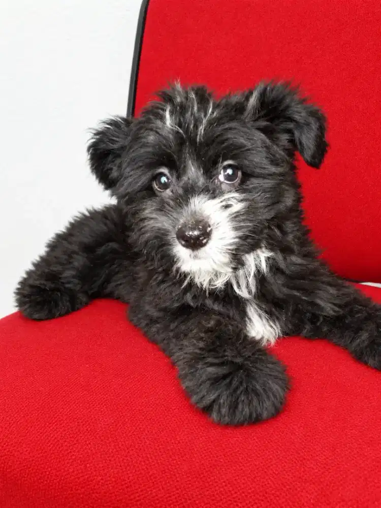 Puppies 2 bulan shihtzu bisa diantar