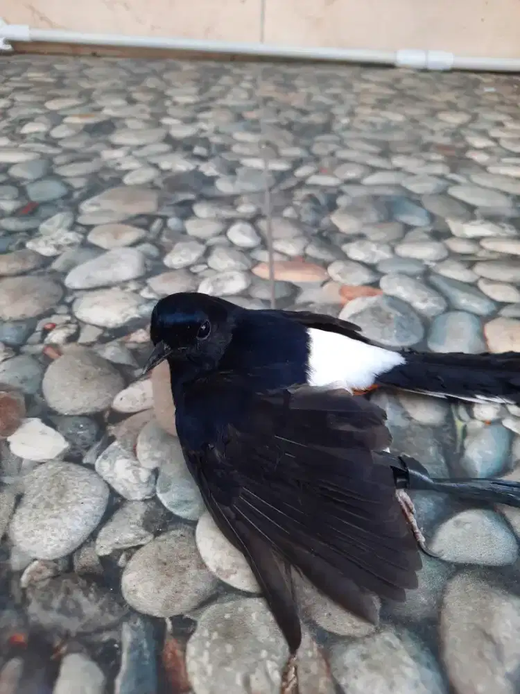 Burung Murai Dewasa Sehat