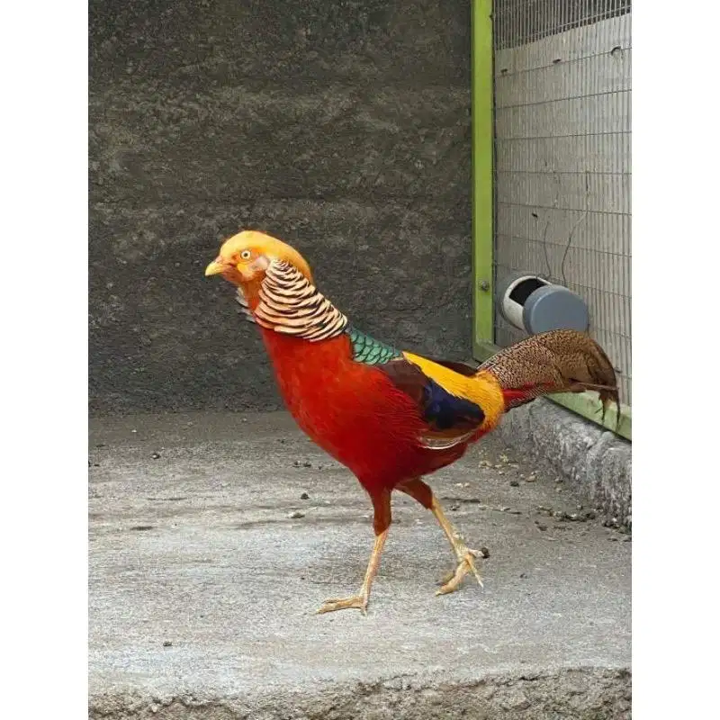 Ayam Hias Tibet Pheasant