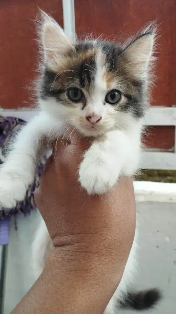 Kucing Persia Peranakan