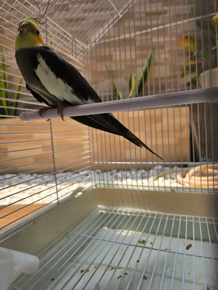 Burung Falk Parkit Australia