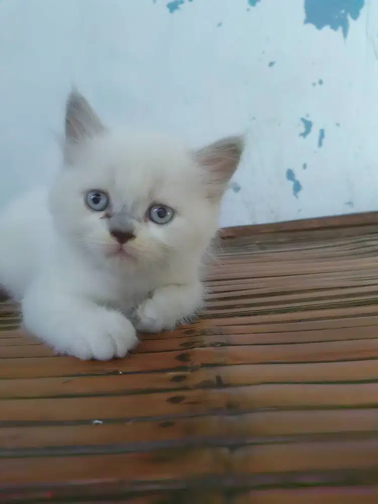 Kitten 7 minggu