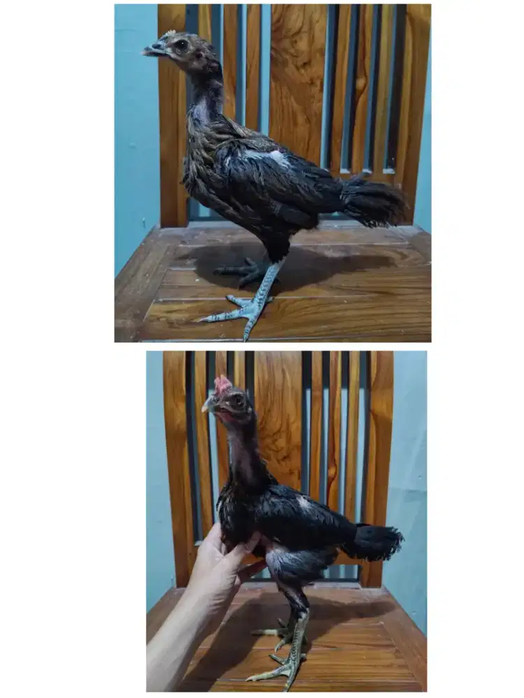 ayam pama ninja