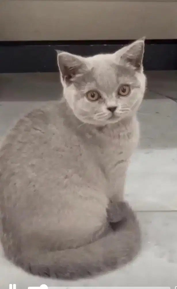 Kucing bsh british shorthair betina british short hair