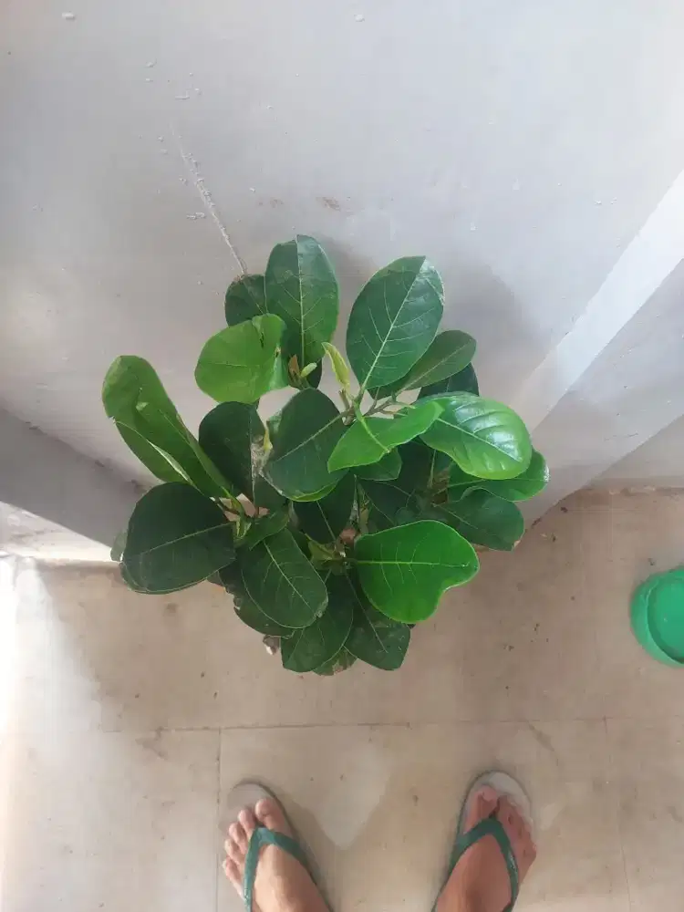 Bibit nangka merah ungulan