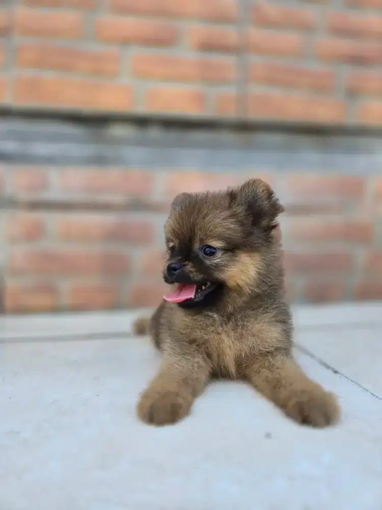 Di jual anak anjing mini pom