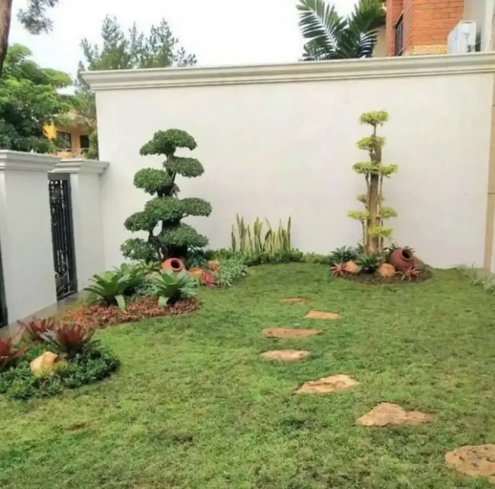 Rumput jepang rumput taman