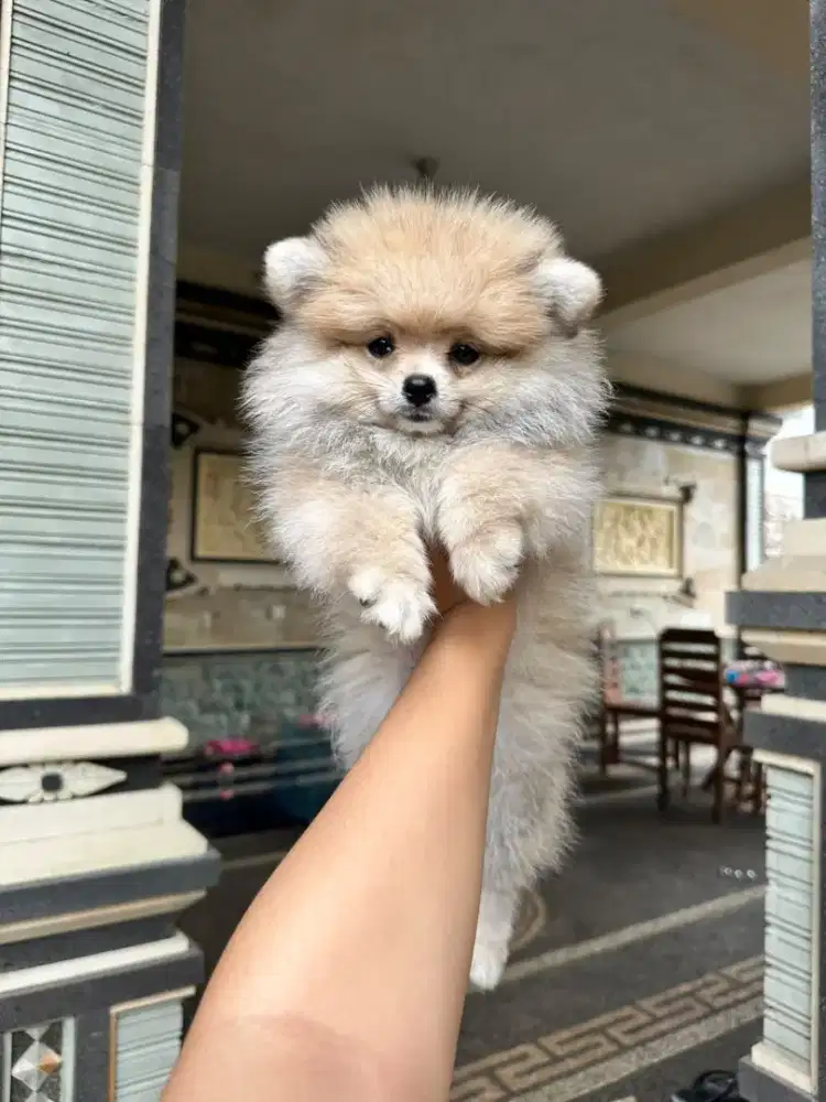Mini pom jantan