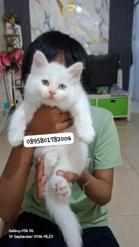 Anak kucing anggora/kitten flatnose jantan/kucing persia  jantan