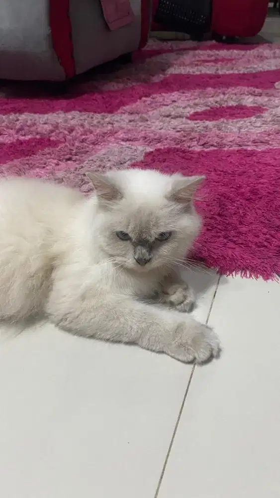 kucing persia dijual cepat