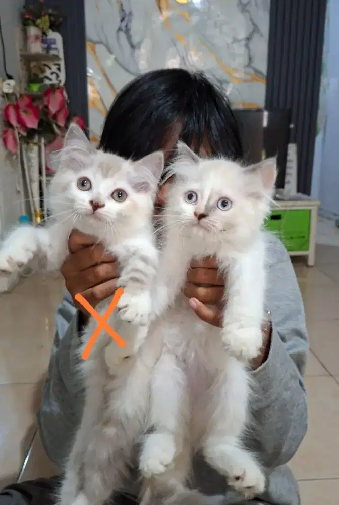 Anak kucing ragdol/kitten ragdol betina /kucing ragdol jantan