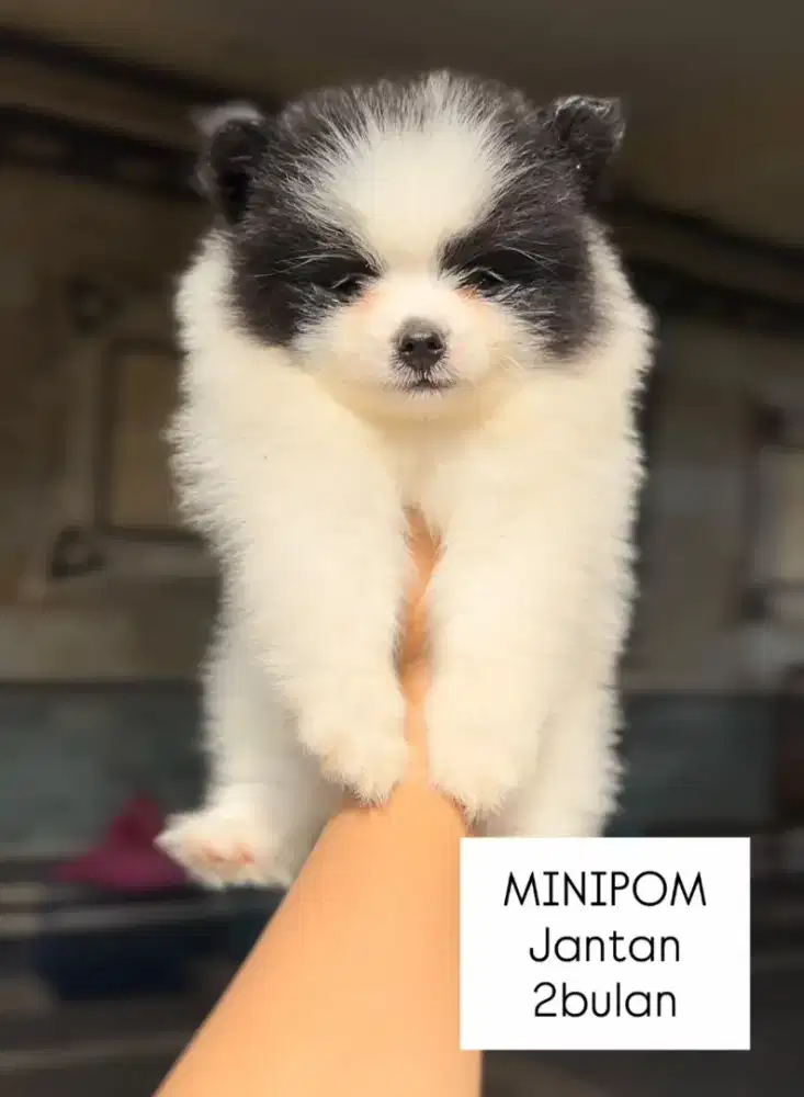 Mini pom jantan