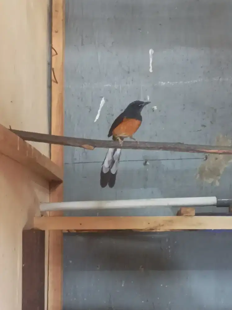Burung murai batu beti