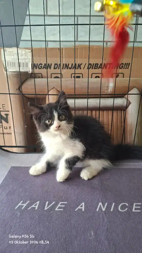 Anak kucing  anggora /kitten persia jantan /kucing persia flatnose