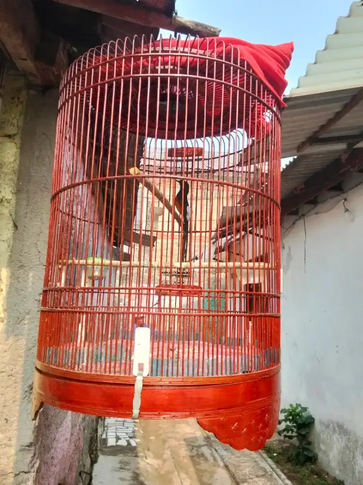 BURUNG MURAI BATU