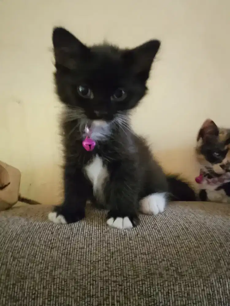 Adopsi kitten anggora umur 2 bulan