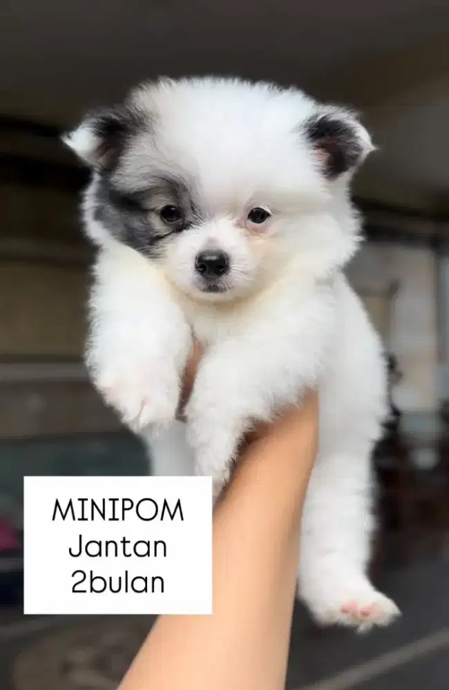 Mini pom jantan