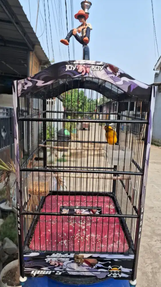 Kenari lokal gacor