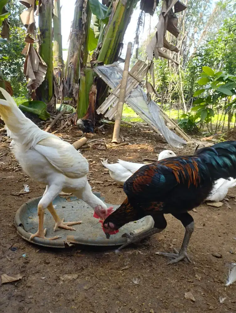 Ayam jantan kampung jago