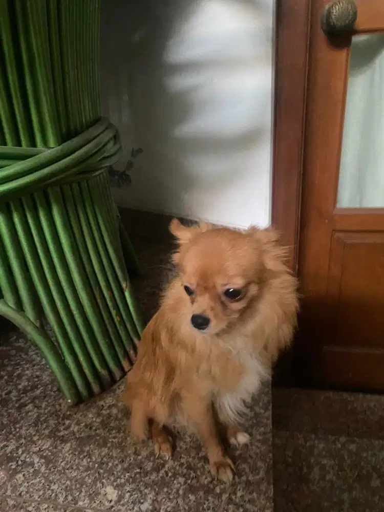 Open Adopt Anjing Pom x Chihuahua