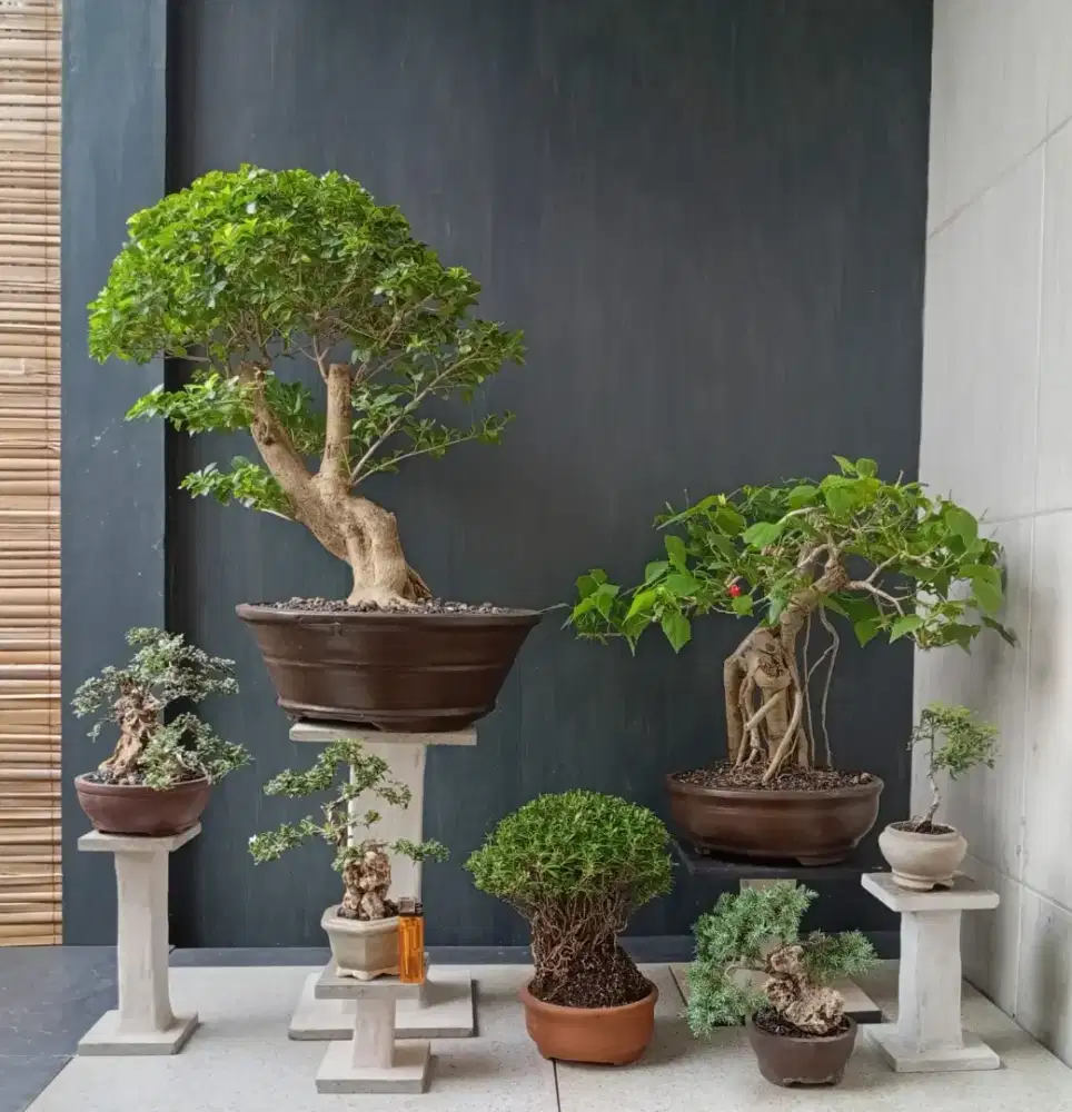 Bonsai hias antik ada 7 pot