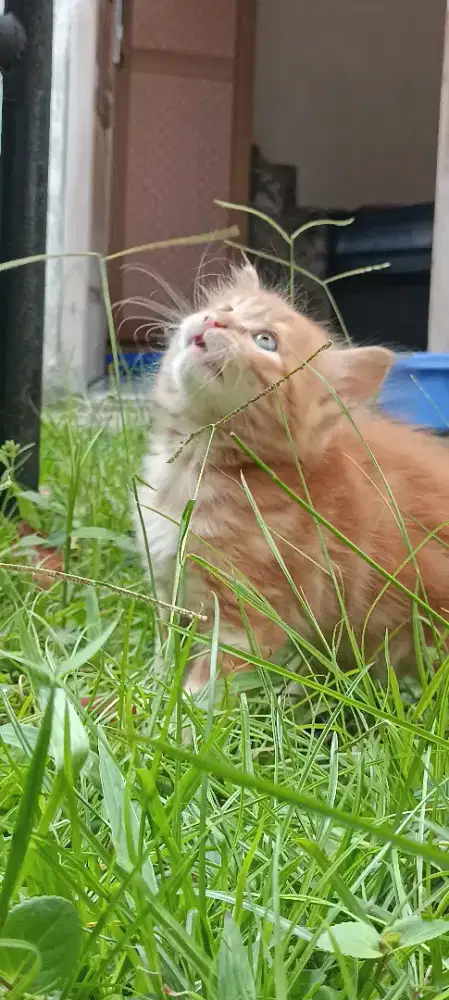 Adopt Kucing Anggora