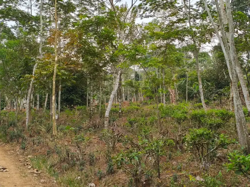 Lahan Kebun Produktif 2.700 m² di Darangdan Purwakarta – Ideal untuk Villa & Agrowisata