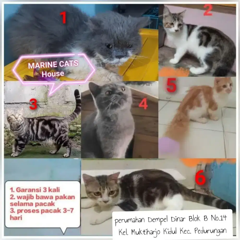 Jasa Pacak Kucing Persia