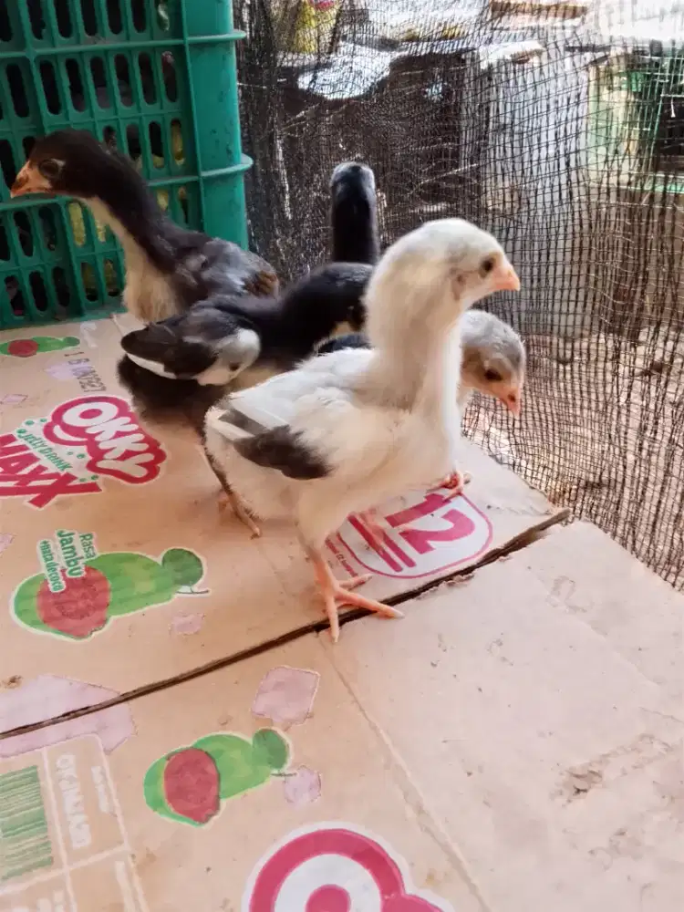 Anak ayam bangkok borongan
