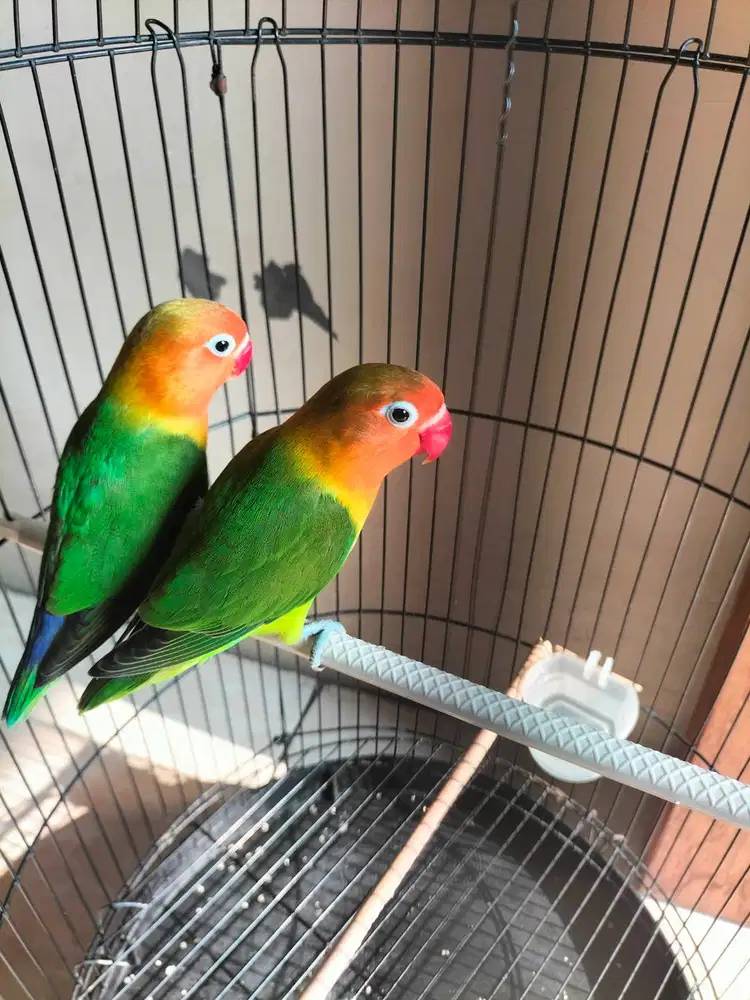 Lovebird baby ijo sepasang