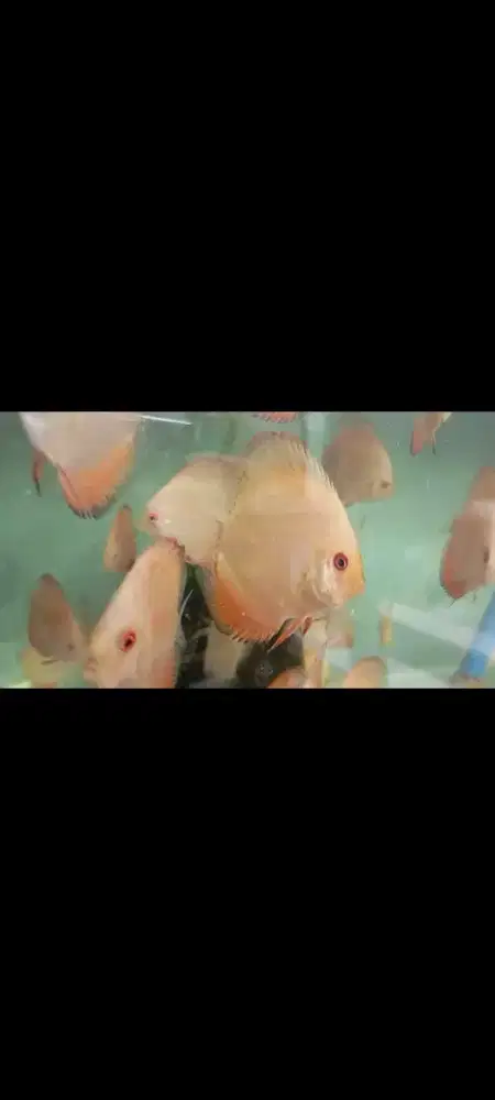 Ikan Discus All Variant