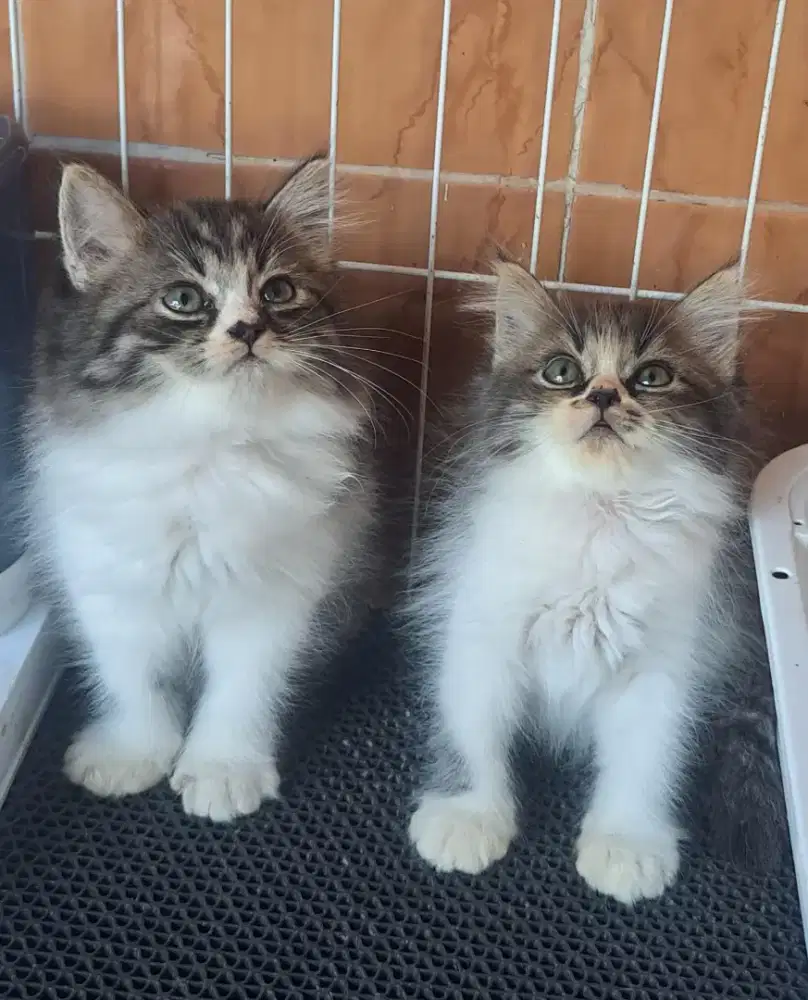 Kitten/Kitten Persia/Persia/Flatnose/Peaknose